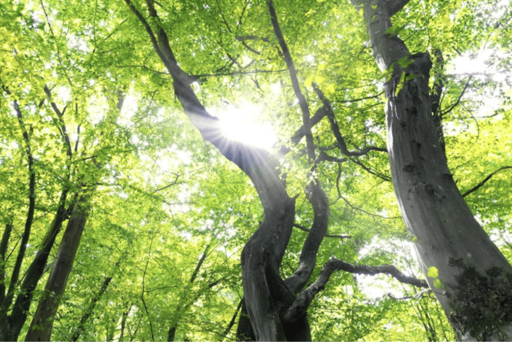 DANCE AND SOMATIC MOVEMENT LIGHTEN TO SKY Sunday 25th May 2025