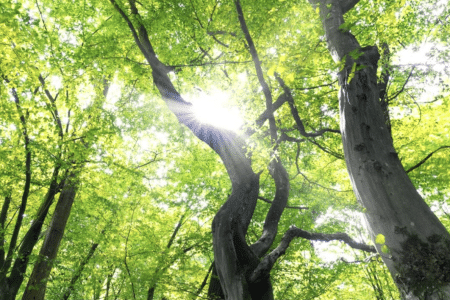DANCE AND SOMATIC MOVEMENT LIGHTEN TO SKY Sunday 25th May 2025